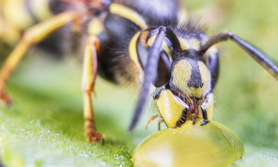 bee, nature, eyes, hornet, fly,detail,insect