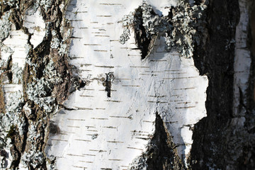 The trunk of a birch