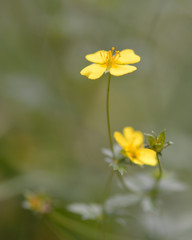 Obraz premium Tormentil (Potentilla erecta). Golden yellow flowers on plant in the rose (Rosaceae) family, seen with selective focus on stamens