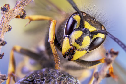 bee, nature, eyes, hornet, fly,detail,insect