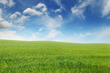 spring meadow and blue sky