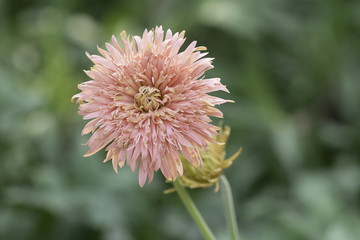 Gerbera orenge bloom On blurred background