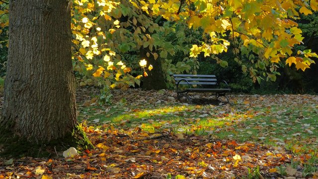 Bench in the autumn park. Golden trees. Autumn colors. Fallen yellow leaves on the alley in the park. The sun's rays illuminate the golden leaves of the trees. 4K, 3840*2160, high bit rate, UHD