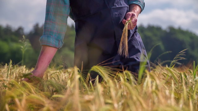 Picking up the wheat from field