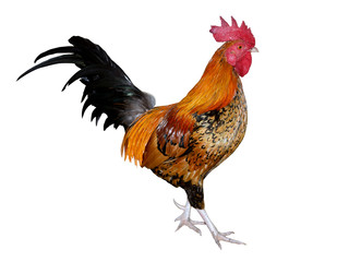 chicken bantam (Die cutting)