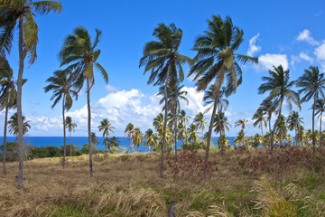 island of palm trees, St Kitts