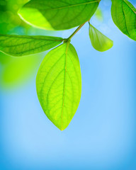 Fresh green leaves