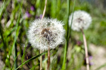Closeup of dandelion outdoors