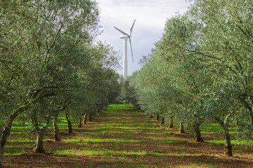 Olive trees and wind turbine: concept of green energy