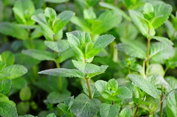 Organic spearmint plants in the garden bed, fresh mint concept, healthy organic diet, vegetarian herb.