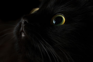 Cute muzzle of a black cat