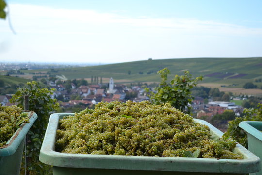 Weißburgunder - Weinernte mit Bideme und Blick auf Pfaffenweiler / Baden / Deutschland