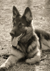 Beautiful German shepherd (in sepia, retro style)