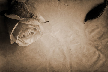 Textured old paper background and pink-yellow rose flower. Vintage and sepia style.