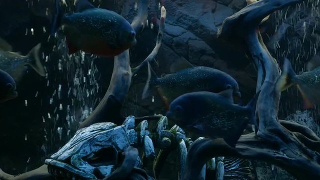 Piranha Swims in the Aquarium