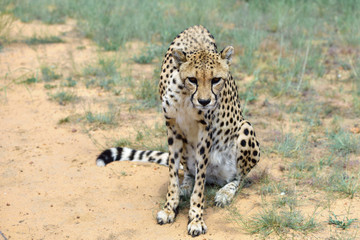 Africa. Namibia. Cheetah