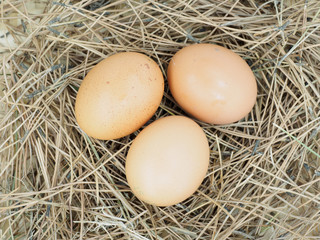 Fresh eggs