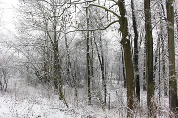 snow covered trees in a forest with rocks and tree tops