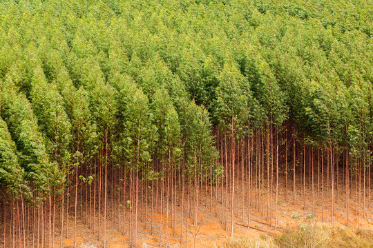 Eucalyptus plantation in Brazil