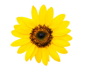 Fototapeta premium Sunflower