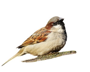 House Sparrow isolated on white background (Passer domesticus)