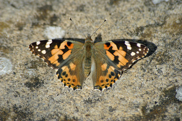 Fototapeta na wymiar Painted lady butterfly