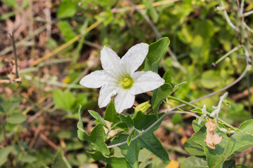 white flower