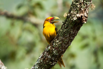 Saffron toucanet with open beak - toucans