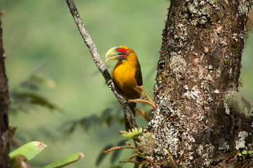 Saffron toucanet - toucans
