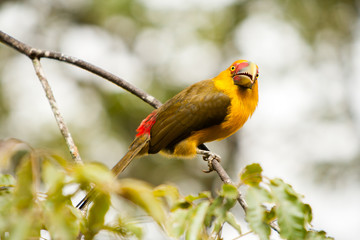 Saffron toucanet - toucans
