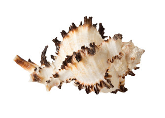 Obraz na płótnie Canvas the sea shell