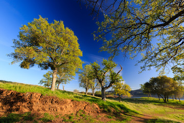 Fototapeta premium New Melones lake