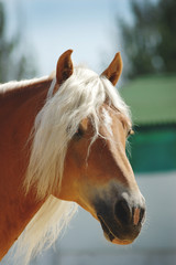 Fototapeta na wymiar Palomino Haflinger horse portrait with long hair