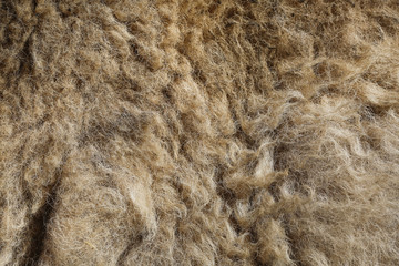 Fur texture old bison hair