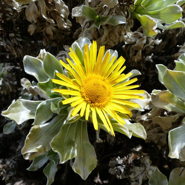 asteriscus sericeus Bubonium intermedium