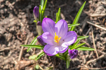 blue crocus flower