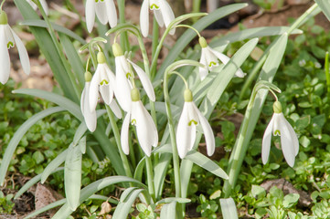 Obraz premium primrose, snowdrop white
