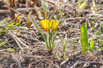 crocus, yellow, flower