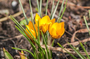 crocus, yellow, flower