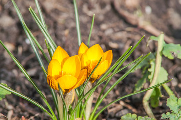 crocus, yellow, flower