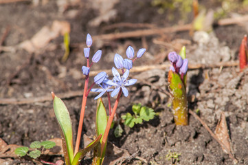 primrose snowdrop blue
