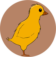 Baby Chicken