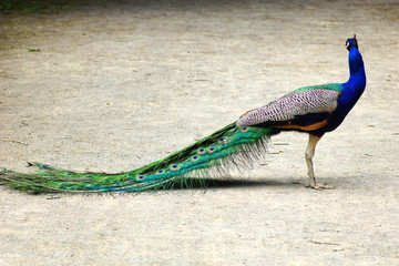 Peacock 6