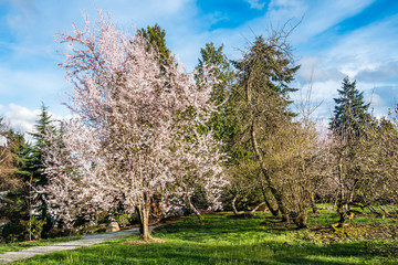 Fototapeta na wymiar Spring White Cherry Blossoms 4