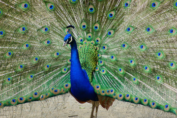 Obraz premium Peacock 11