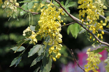 The Ratchaphruek  flower