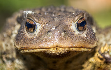 Frog, frog from lake, frog with big eyes