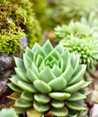 Succulent or agave plant in the sun with copy space. Selective focus of a desert plant with defocused background. Echeveria.