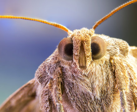 Buttefly, spring, macro, color, summer, big eyes