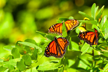Three monarch butterflies clustered on a sumac branch